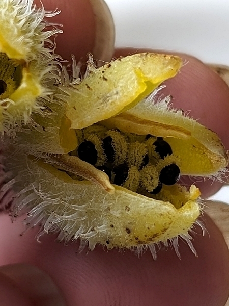 Image of Stylophorum diphyllum