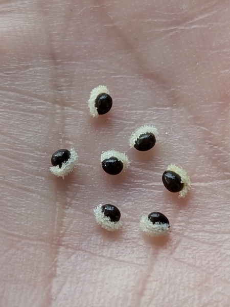 Image of Stylophorum diphyllum