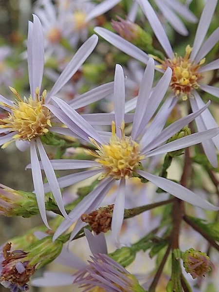 Image of Symphyotrichum ciliolatum