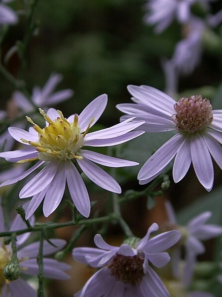 Image of Symphyotrichum cordifolium