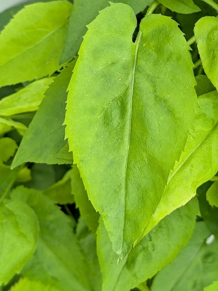 Image of Symphyotrichum cordifolium
