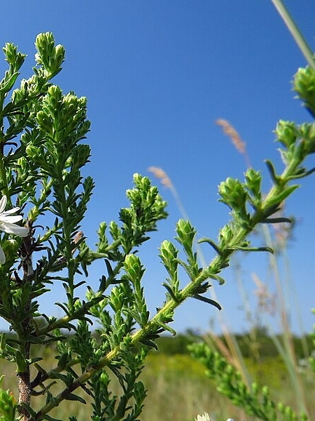 Image of Symphyotrichum ericoides