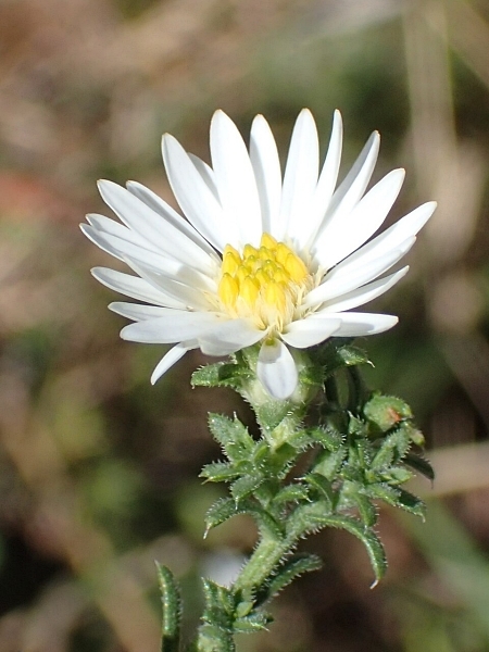 Image of Symphyotrichum ericoides