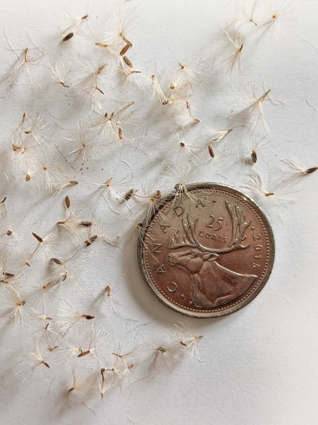 Image of Symphyotrichum laeve