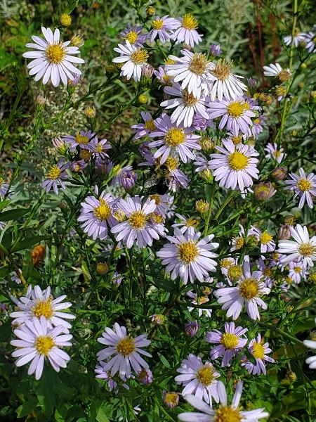 Image of Symphyotrichum laeve