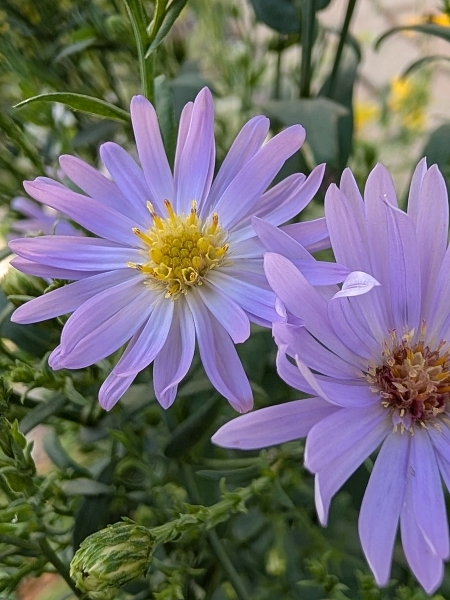 image for Symphyotrichum laeve