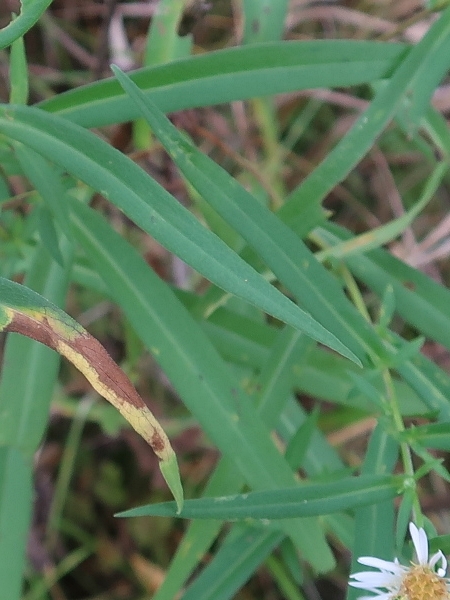 Image of Symphyotrichum lanceolatum
