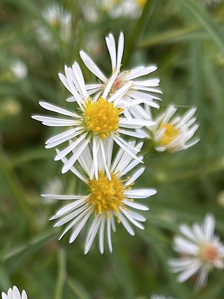 Image of Symphyotrichum lanceolatum