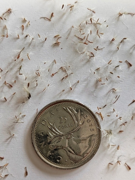 Image of Symphyotrichum lateriflorum