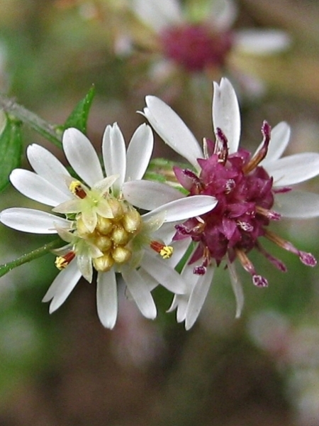 Image of Symphyotrichum lateriflorum