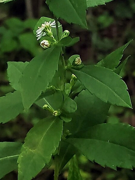 Image of Symphyotrichum lateriflorum