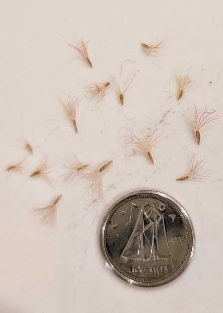 Image of Symphyotrichum novae-angliae