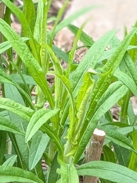 Image of Symphyotrichum novae-angliae
