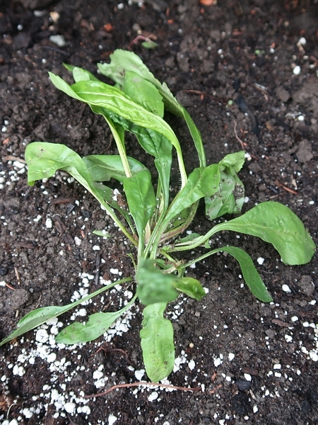 Image of Symphyotrichum oolentangiense