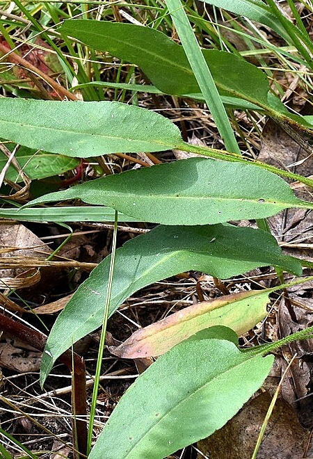 Image of Symphyotrichum oolentangiense