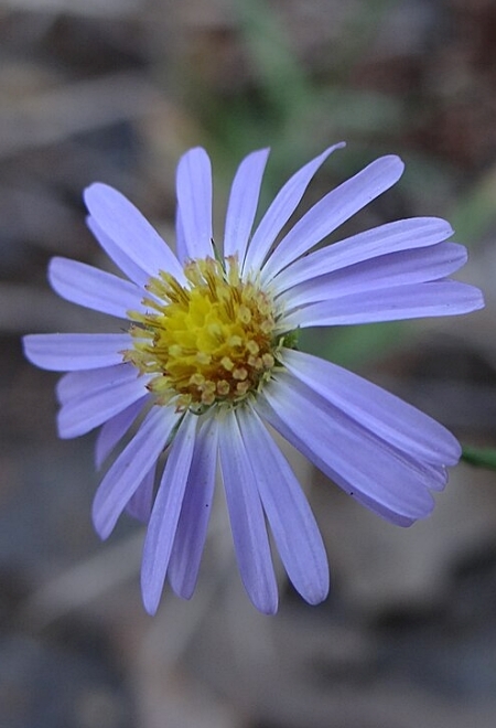 Image of Symphyotrichum oolentangiense