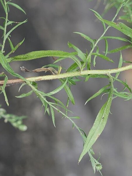 Image of Symphyotrichum pilosum