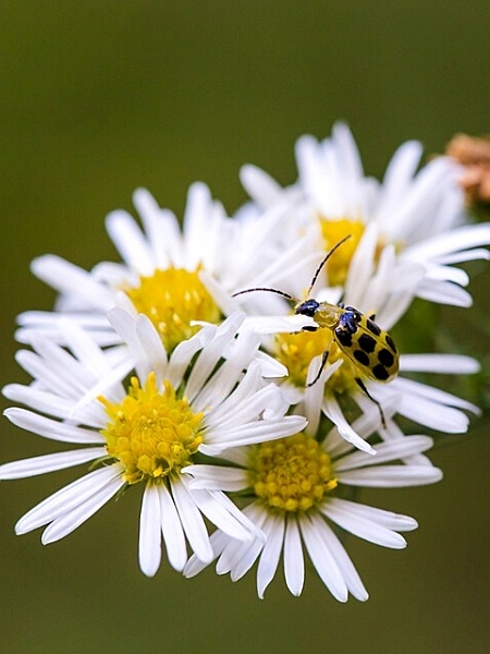 Image of Symphyotrichum pilosum
