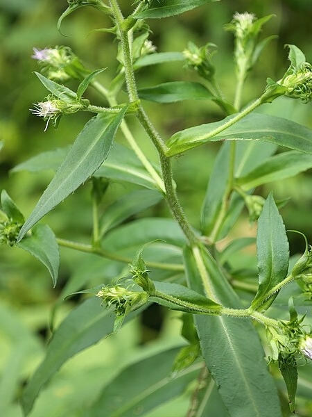 Image of Symphyotrichum puniceum