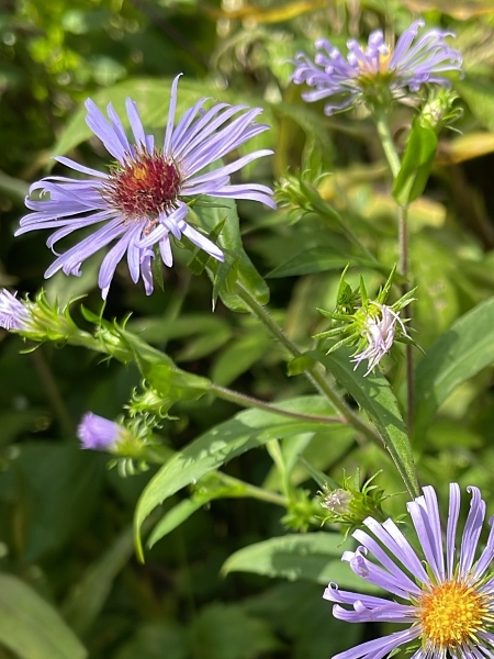Image of Symphyotrichum puniceum