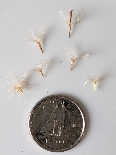 Image of Symphyotrichum sericeum