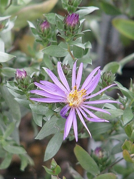 image for Symphyotrichum sericeum