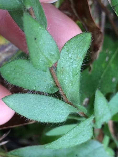 Image of Symphyotrichum sericeum