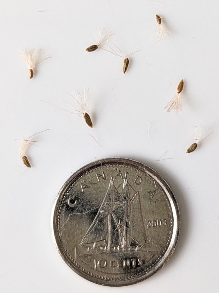 Image of Symphyotrichum shortii