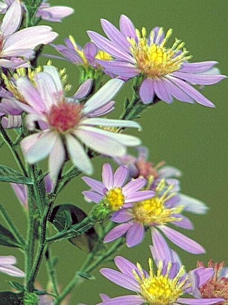 Image of Symphyotrichum shortii