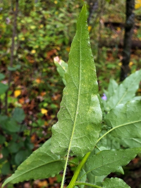 Image of Symphyotrichum shortii