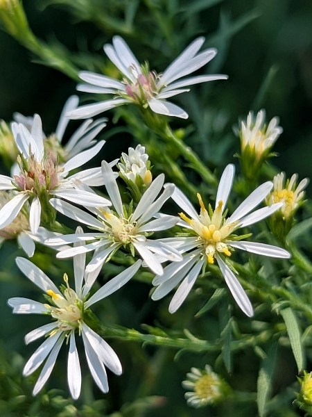 Image of Symphyotrichum urophyllum