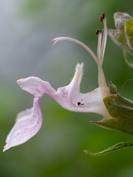 Image of Teucrium canadense