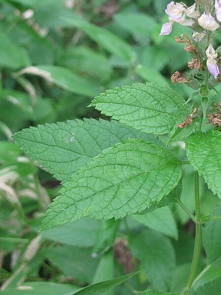 Image of Teucrium canadense