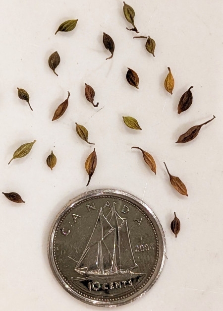 Image of Thalictrum pubescens