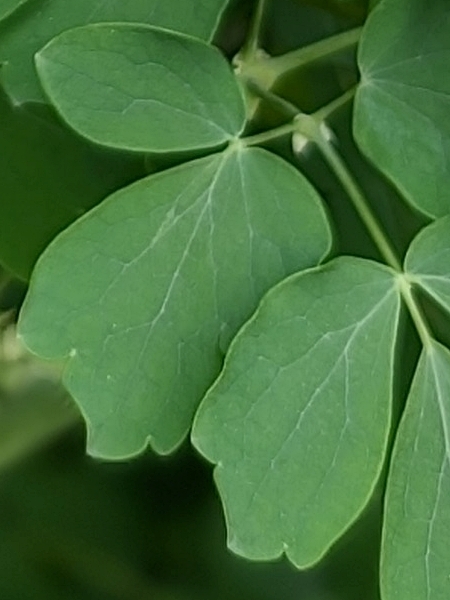 Image of Thalictrum pubescens