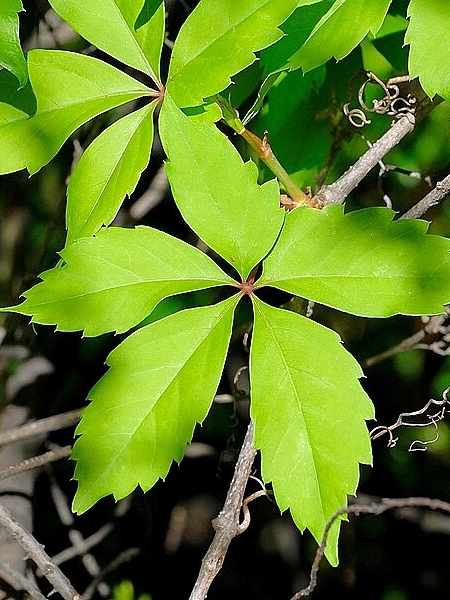 Image of Thalictrum thalictroides