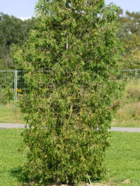 image for Thuja occidentalis