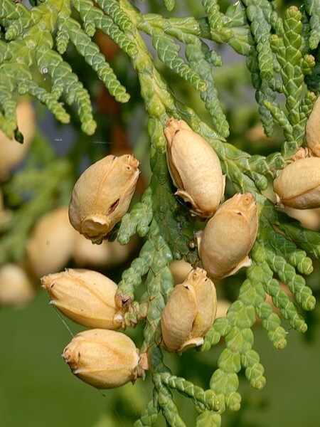 Image of Thuja occidentalis