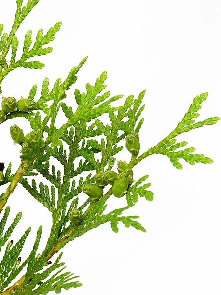 Image of Thuja occidentalis