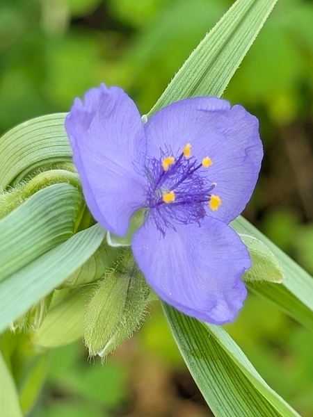 Image of Tradescantia ohiensis