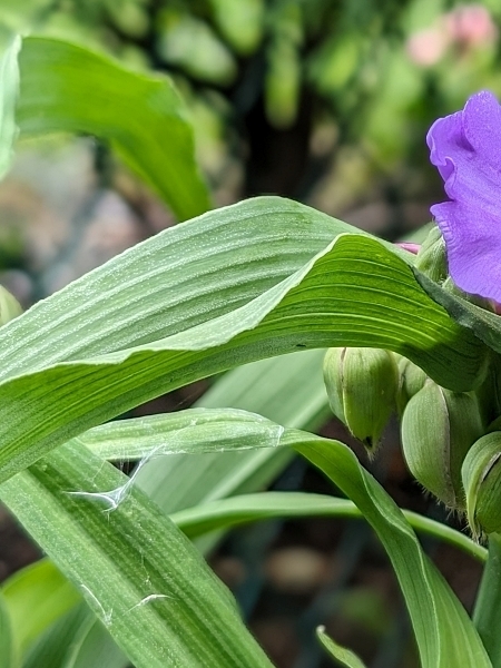 Image of Tradescantia ohiensis