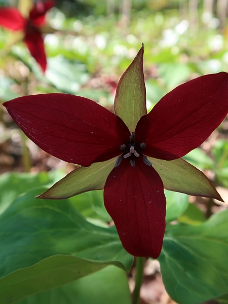 Image of Trillium erectum