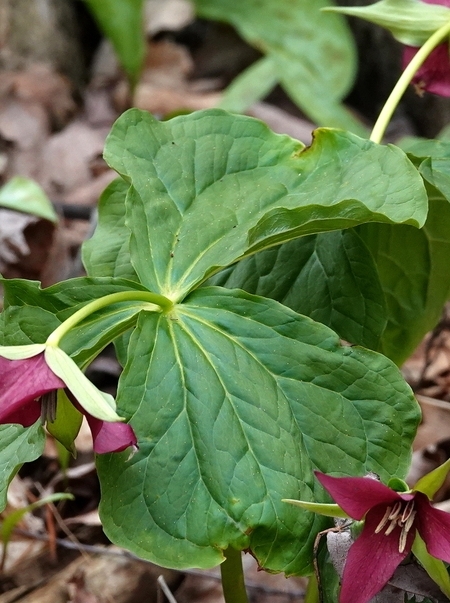 Image of Trillium erectum
