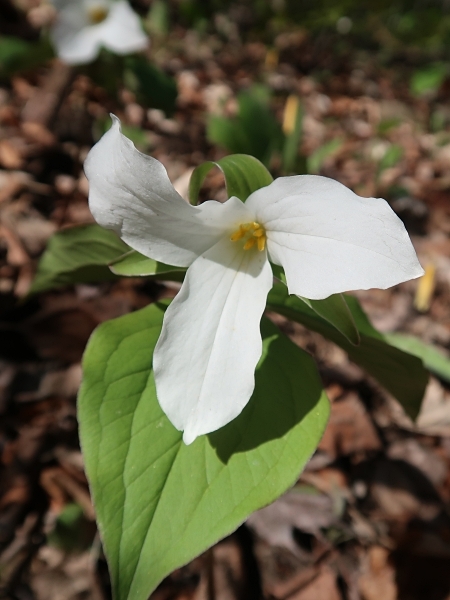 Image of Trillium grandiflorum