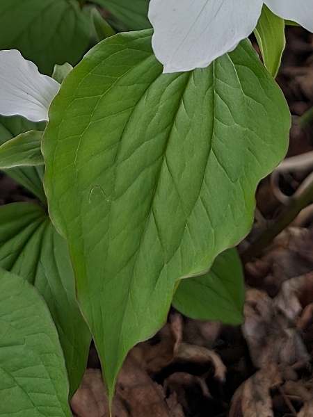 Image of Trillium grandiflorum