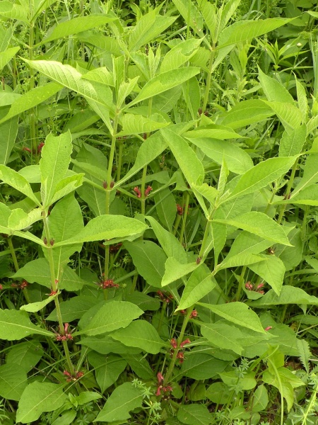 Image of Triosteum aurantiacum