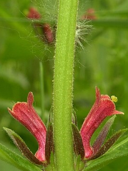 Image of Triosteum aurantiacum