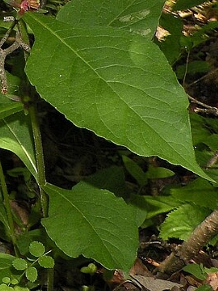 Image of Triosteum aurantiacum