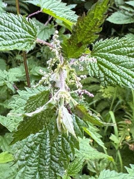 Image of Urtica gracilis