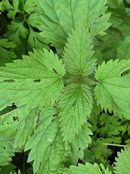 Image of Urtica gracilis
